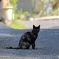 お見送り猫