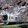 桜と西武
