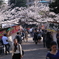 桜と京都