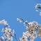 青桜