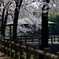 公園の桜