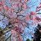 しだれ桜