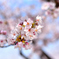 桜Ⅱ