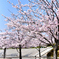 桜Ⅲ