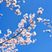 桜Ⅳ