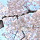 桜Ⅴ