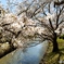 桜と食べ過ぎ事案。