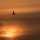夕日