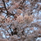 近所の桜の木