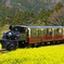 春の里山トロッコ列車