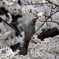 ヒヨ桜　