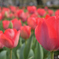 Red Flower