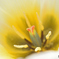 Yellow Flower