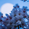 月に夜桜