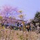 春の芽吹き