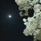 夜桜