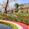 春のコラボ