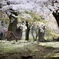 奈良公園　「桜の森」