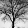 Sturdy Tree