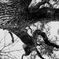 Distorted Tree