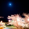 夜桜