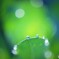 Drops♪