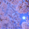 Sakura * Moonlight