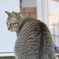 たまに猫
