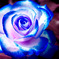 青薔薇
