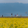 滋賀の菜の花畑