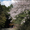鳥居と桜