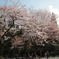 桜とアベック
