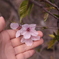 手のひらに桜