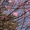 八重桜(?)