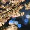 桜の綺麗さが伝えられない、、