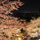 夜桜