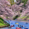 東京ど真ん中のお花見スポット