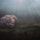 朝靄の一本桜