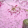 おかめ桜、散り模様