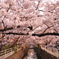 近所の桜