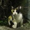 夜ねこ