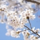 Cherry Blossom