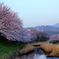 地御前の朝桜