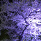 夜桜
