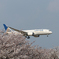 さくらの山 N26906