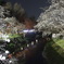 岐阜県 夜桜