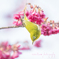寒緋桜とメジロさん♪。.:＊・゜