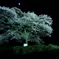 夜桜