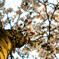 箕面桜②