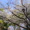 上野公園１